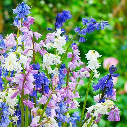 Hyacinthoides Hispanica Mix